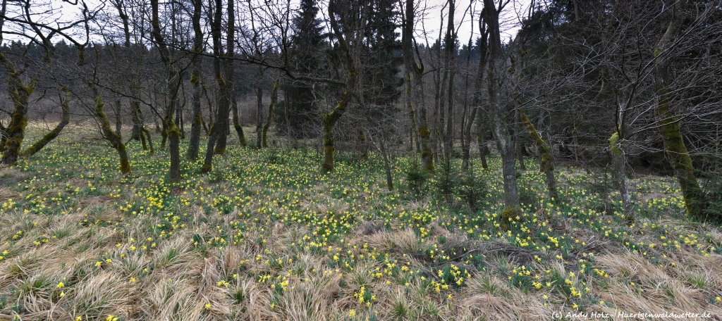Wildnarzissenblüte im Wüstebachtal