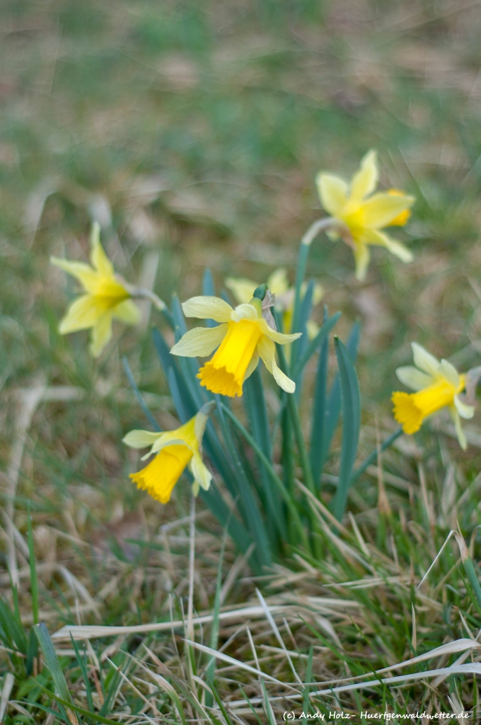 Wildnarzissenblüte im Wüstebachtal