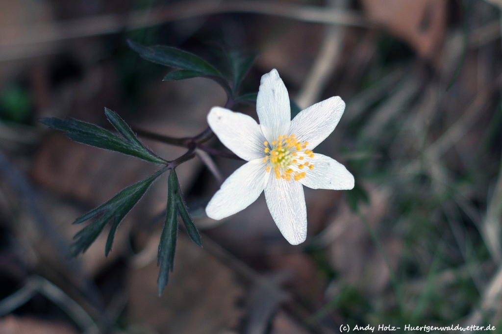 Wildnarzissenblüte im Fuhrtsbachtal (03.04.2012)