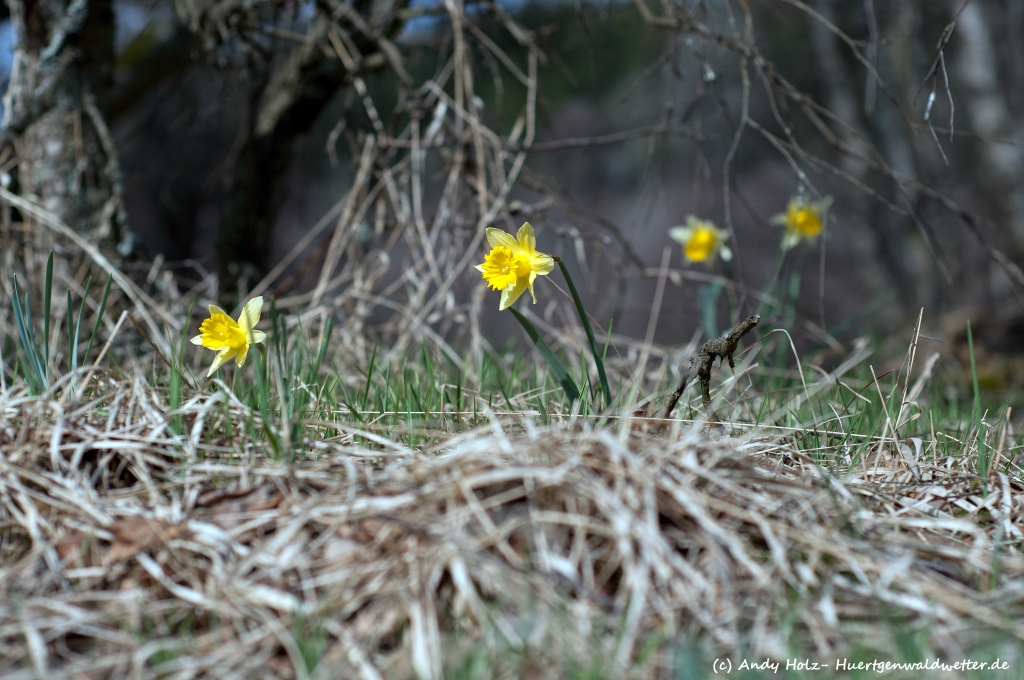 Wildnarzissenblüte im Fuhrtsbachtal (03.04.2012)