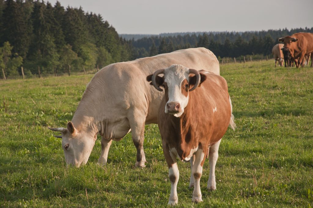 Der Juli 2011 in Bildern aus der Nordeifelregion