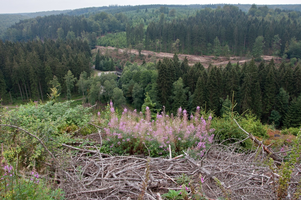 Der Juli 2011 in Bildern aus der Nordeifelregion