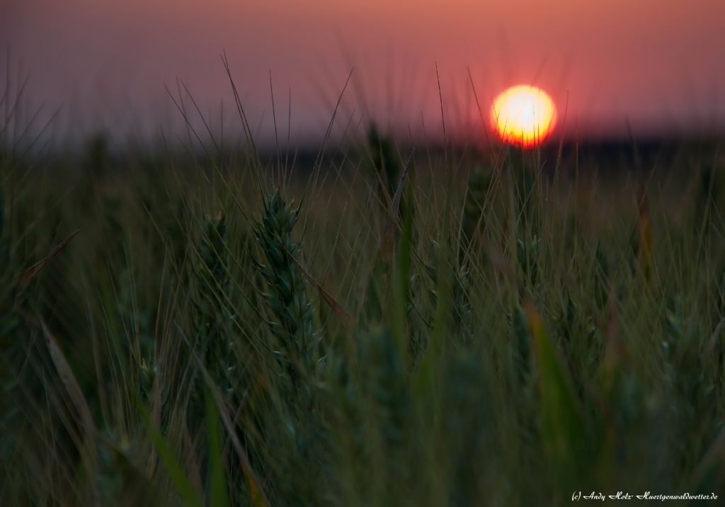 Traumhafte Sommerstimmungen mit Sonnenuntergängen und Blitzshows in der Nordeifelregion im Juli 2013