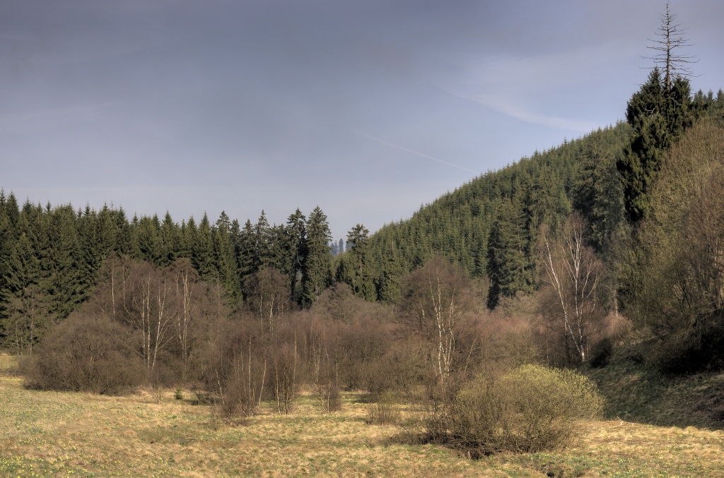 Narzissenwanderung im Oleftal bei Hollerath am 09.04.2011