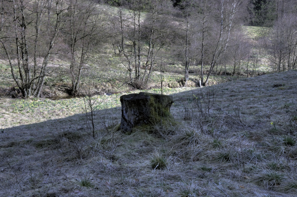 Narzissenwanderung im Oleftal bei Hollerath am 09.04.2011