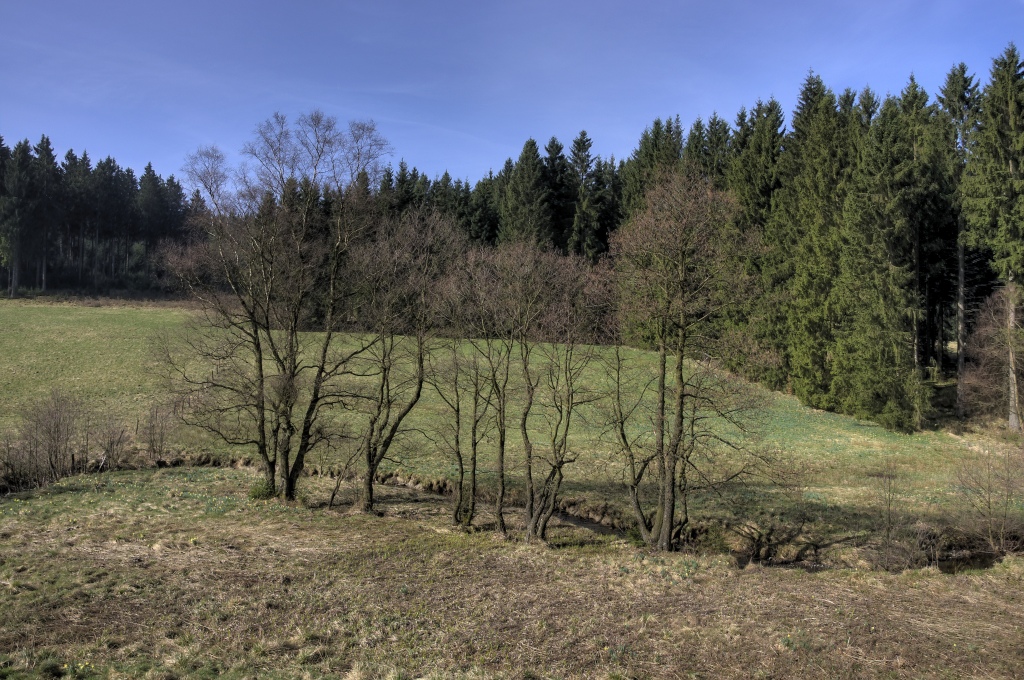 Narzissenwanderung im Oleftal bei Hollerath am 09.04.2011