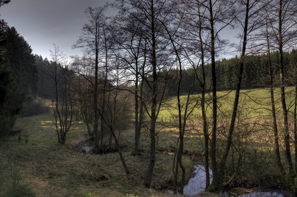 Narzissenwanderung im Oleftal bei Hollerath am 09.04.2011