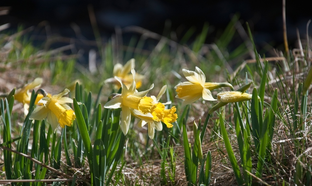 Narzissenwanderung im Oleftal bei Hollerath am 09.04.2011