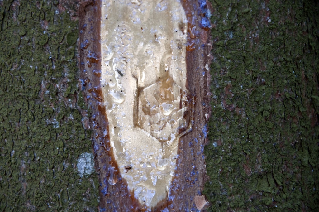 Narzissenwanderung im Oleftal bei Hollerath am 09.04.2011