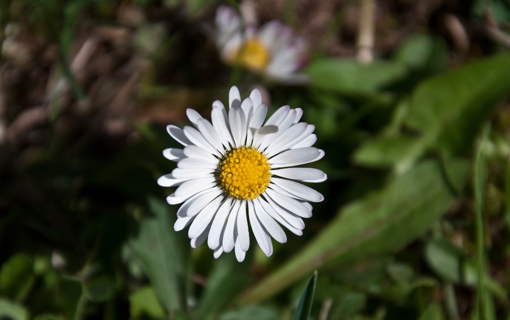 Narzissenwanderung im Oleftal bei Hollerath am 09.04.2011