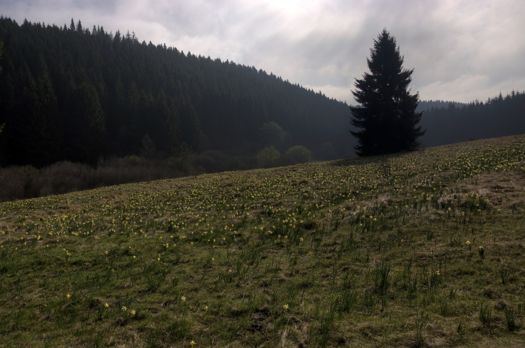 Narzissenwanderung im Oleftal bei Hollerath am 09.04.2011