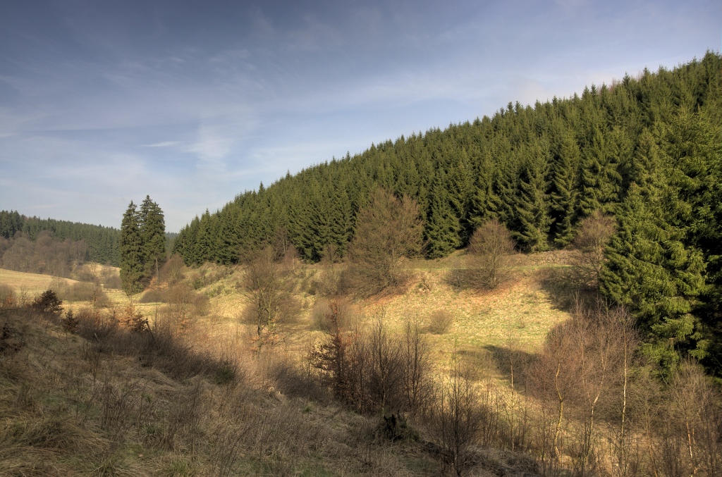 Narzissenwanderung im Oleftal bei Hollerath am 09.04.2011