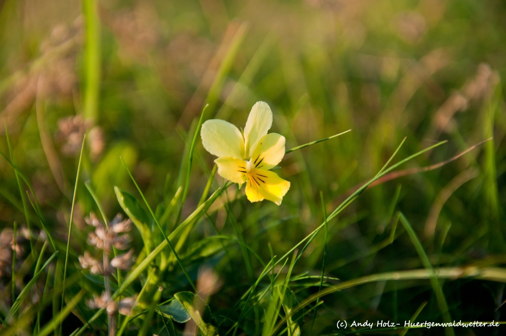 Vom Spätsommer zum Goldenen Oktoberbeginn- Die schönsten Momente des Frühherbstes 2011