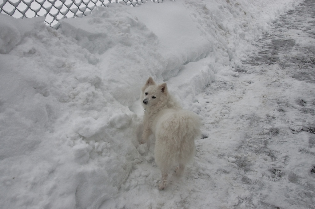 Hund im Schnee