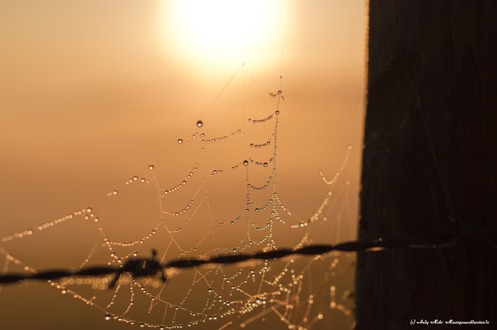 Traumhafter Sonnenaufgang über dem Nebel am Rursee (27.09.2013)