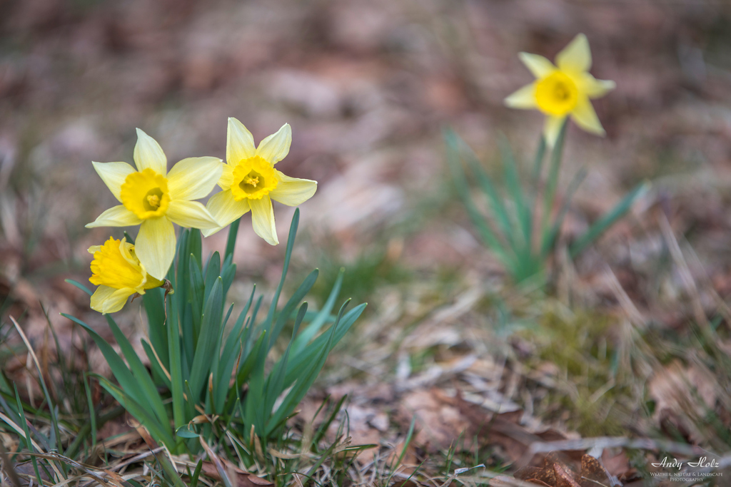 Der Frühling 2019 in der Eifelregion