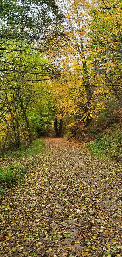 Der Herbst 2020 in der Rureifel