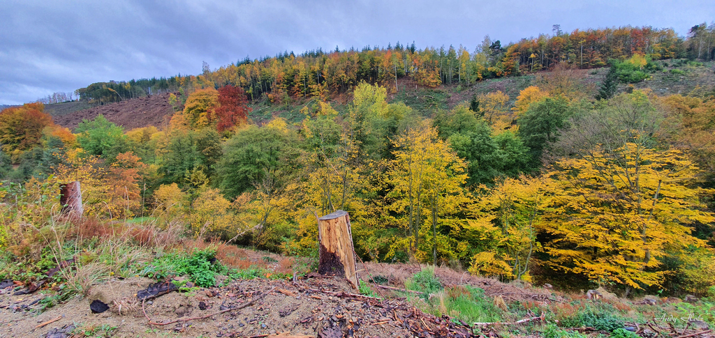 Der Herbst 2020 in der Rureifel