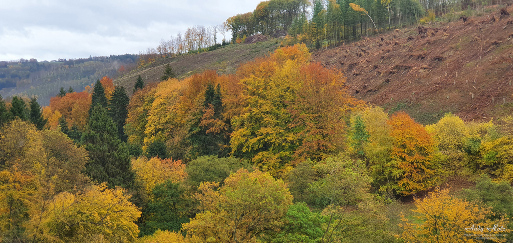 Der Herbst 2020 in der Rureifel